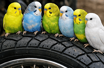 Lets hear it for the budgies! Are budget motorcycle tyres any good?